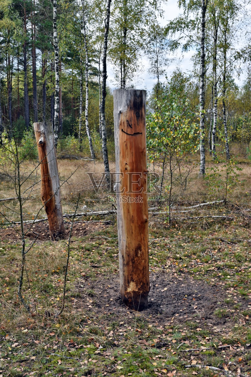 森林里用松木做成的滑稽的木雕照片摄影图片