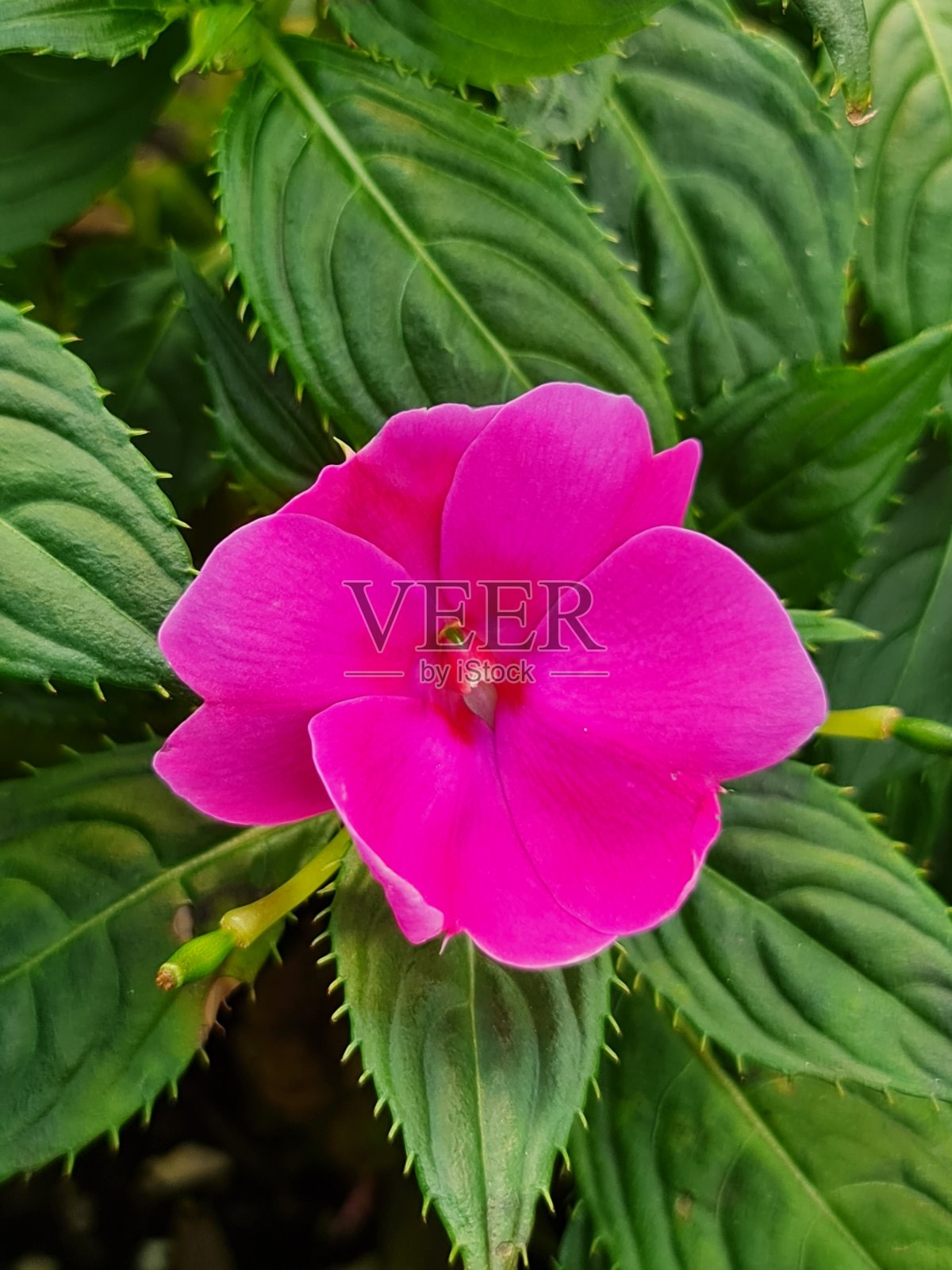 用于园林装饰的色彩强烈的天然花卉照片摄影图片