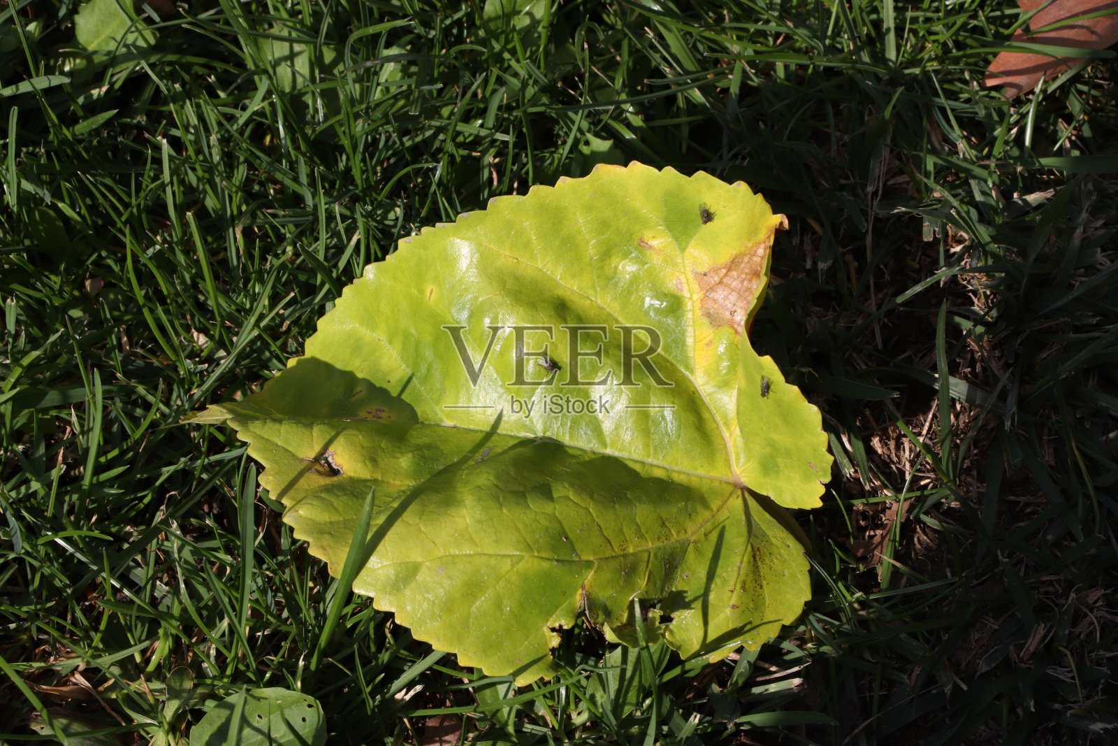 地上的秋叶照片摄影图片