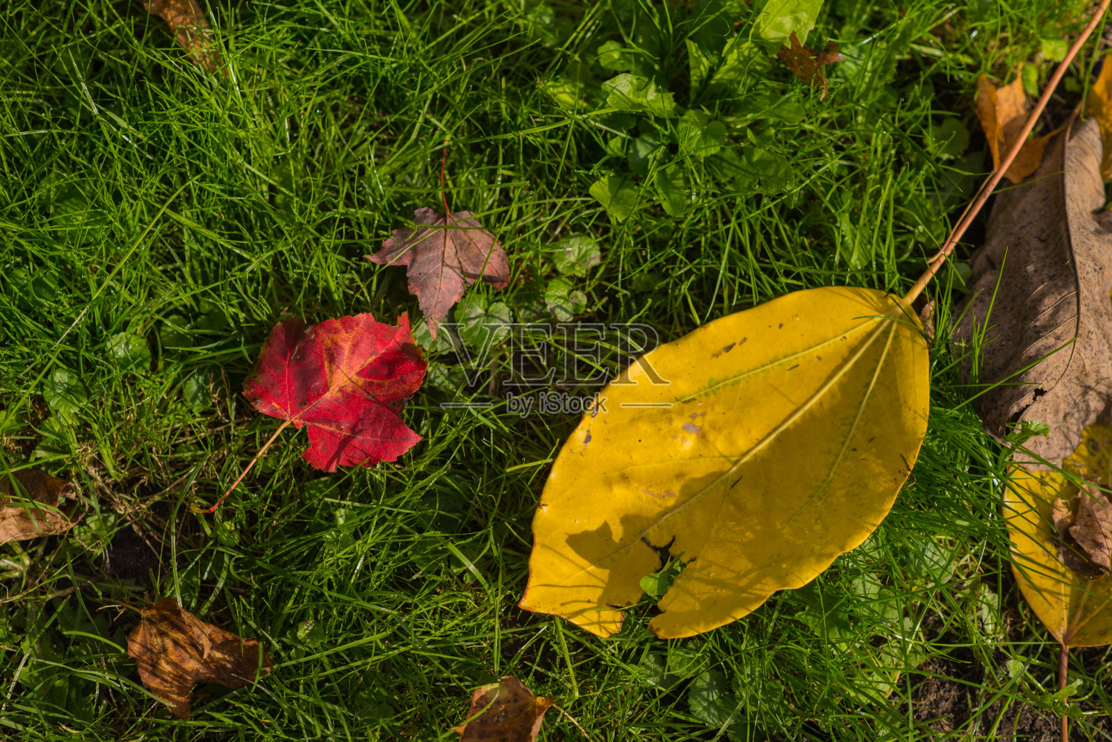 秋天和它的颜色照片摄影图片