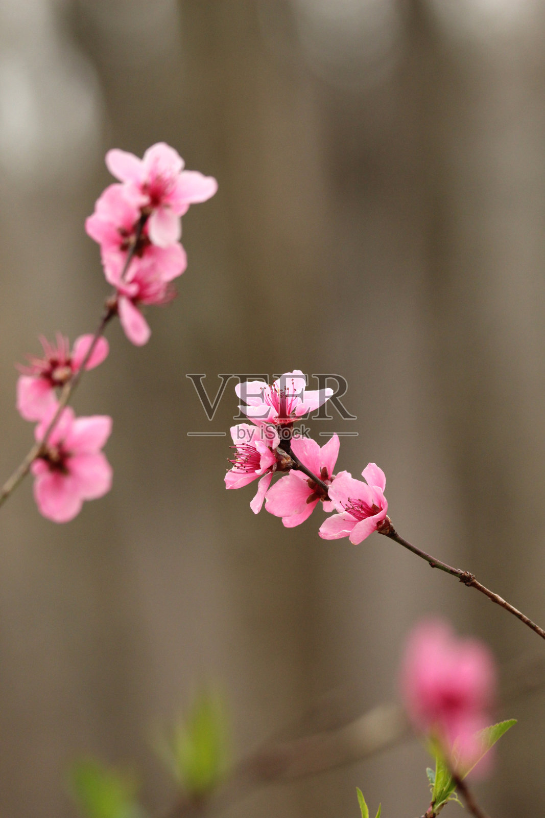 桃树开花照片摄影图片