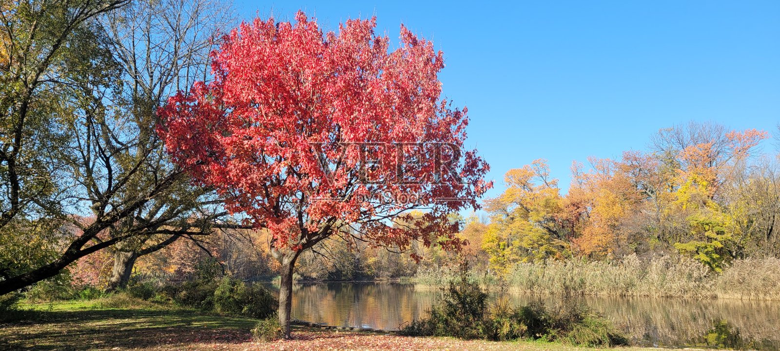 布鲁克林的红树和其他树照片摄影图片