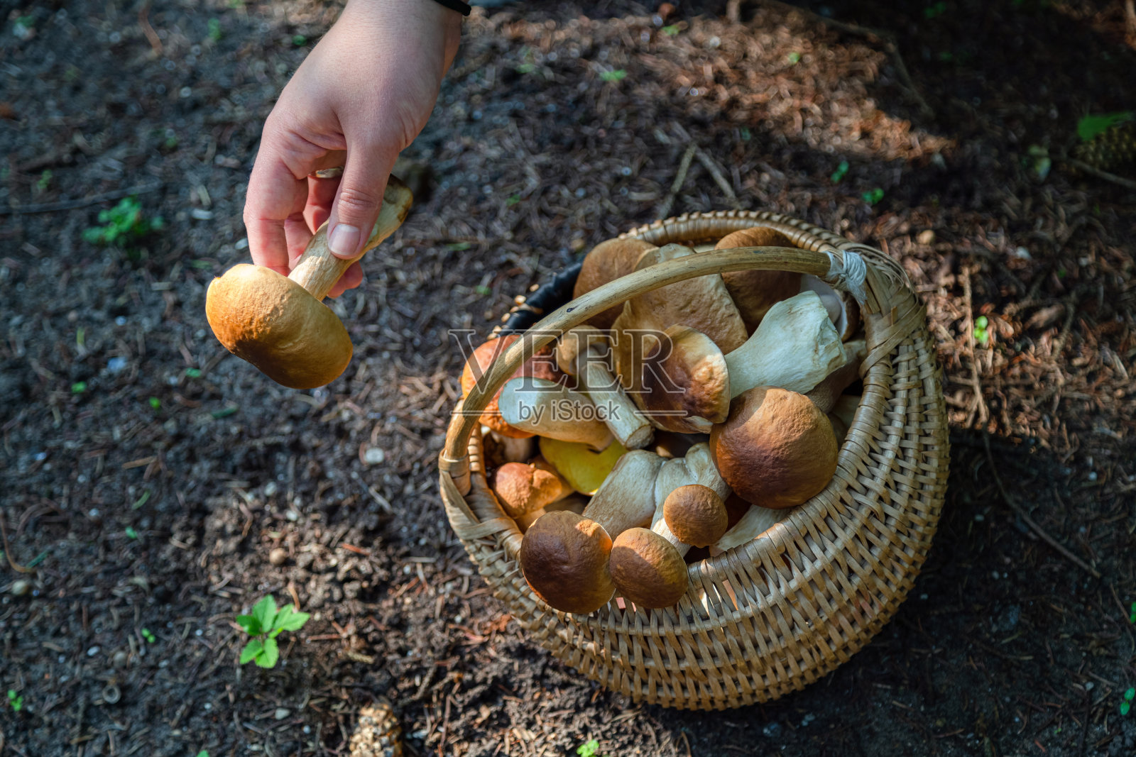 在森林里，手里拿着蘑菇，旁边是装满蘑菇的柳条篮子。秋天是树林里蘑菇的采收季节。照片摄影图片