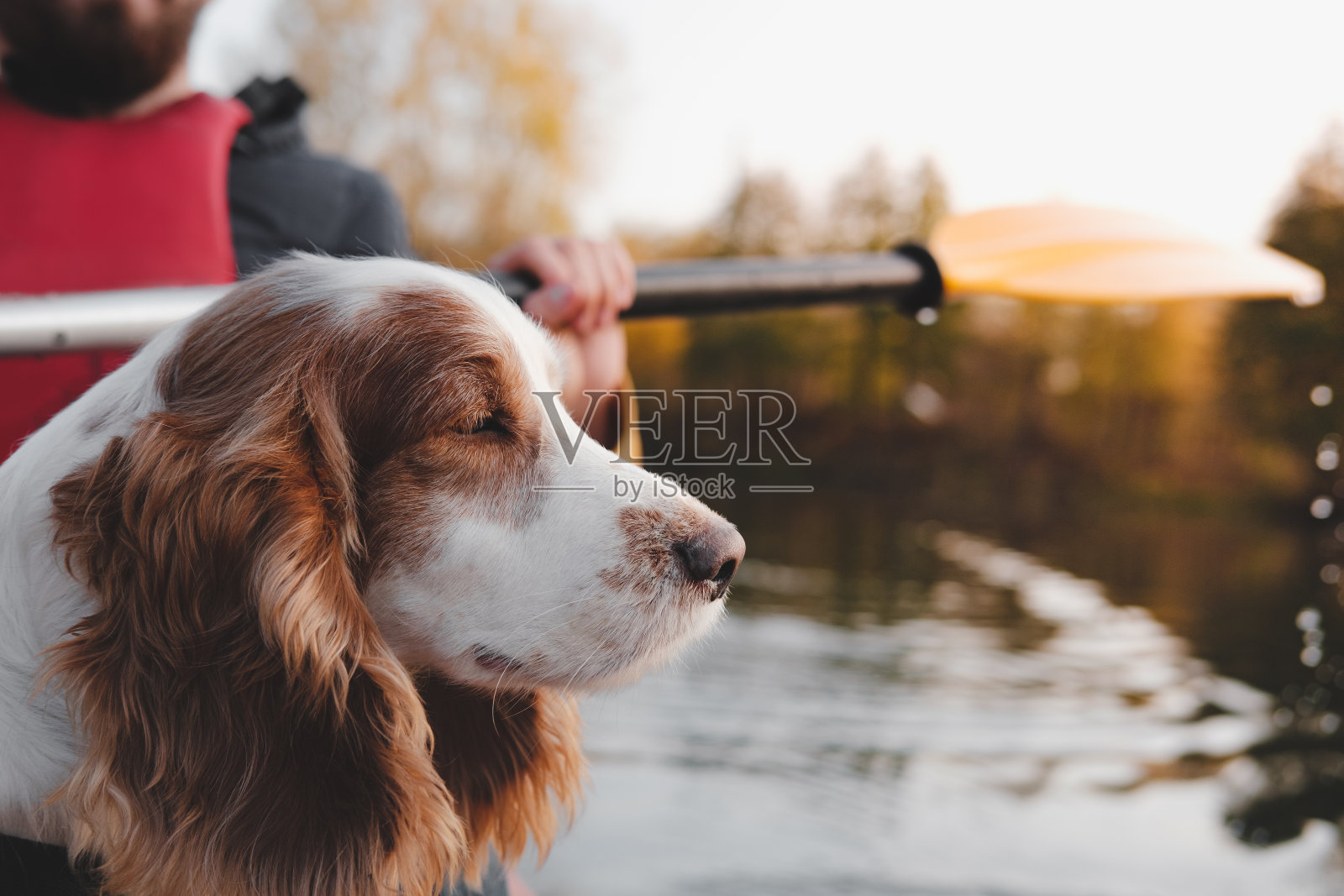 河上划船的西班牙猎犬。照片摄影图片