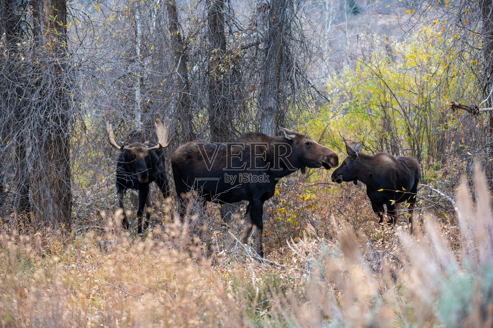 大提顿国家公园的麋鹿照片摄影图片