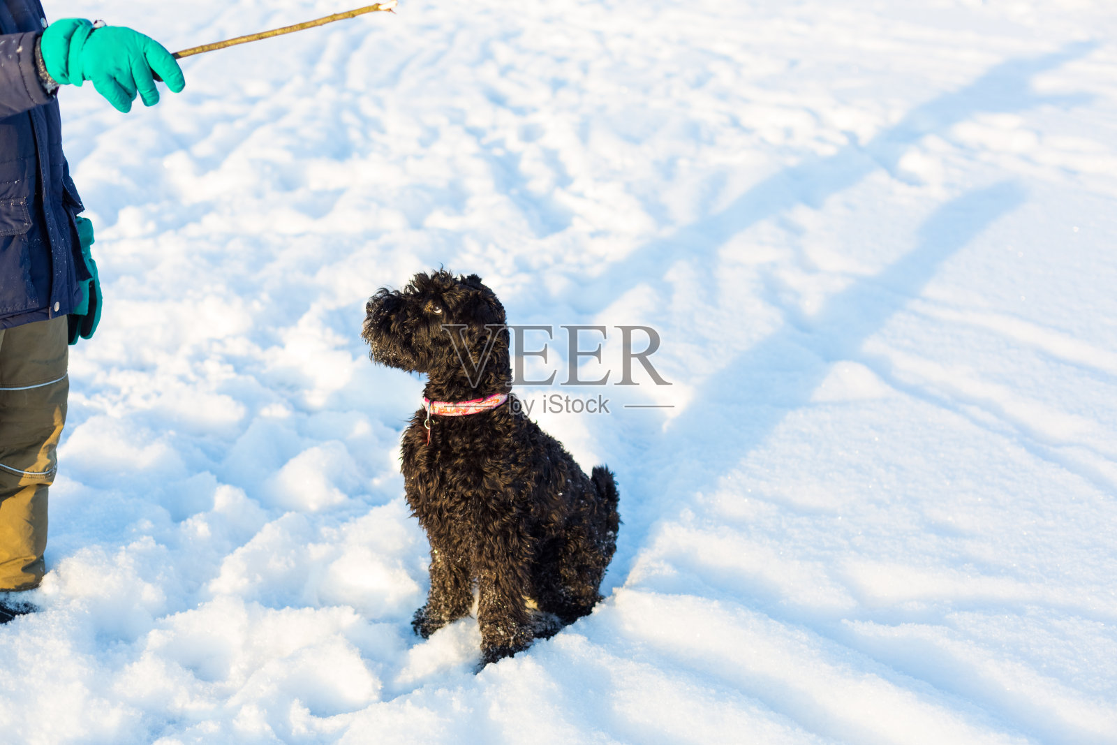 近距离凯利蓝梗照片摄影图片