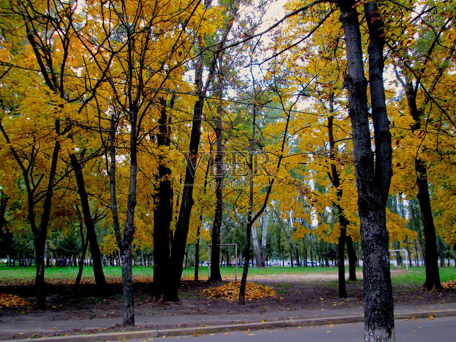秋天的金叶树公园3照片摄影图片