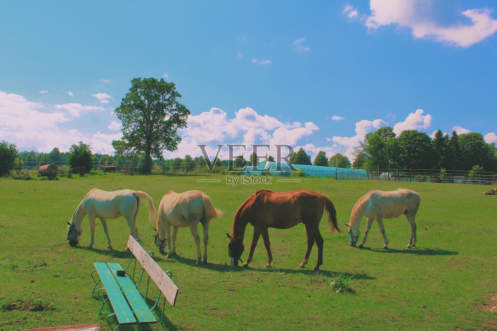 美丽的自然的生活照片摄影图片
