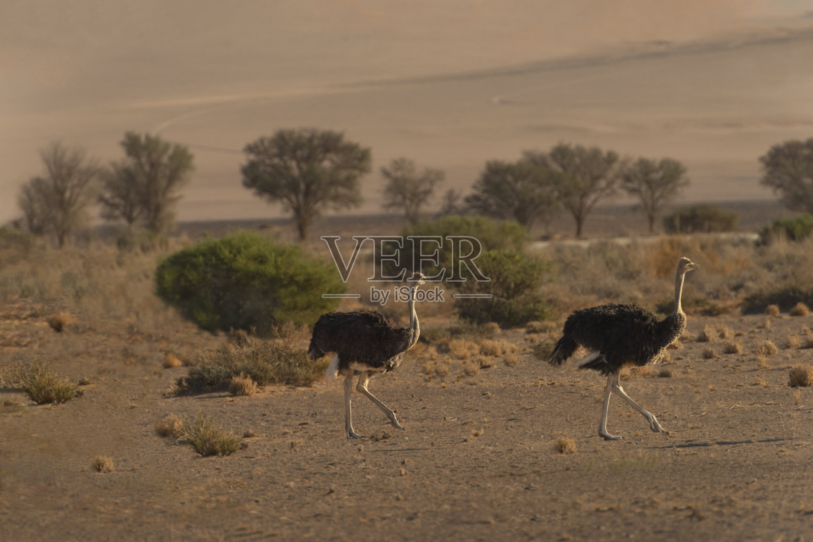 纳米布沙漠里昂首阔步的鸵鸟照片摄影图片