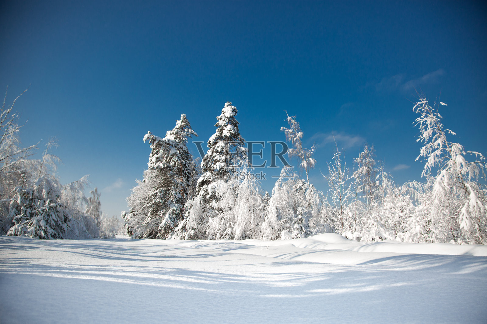 森林里寒冷多雪的冬天照片摄影图片