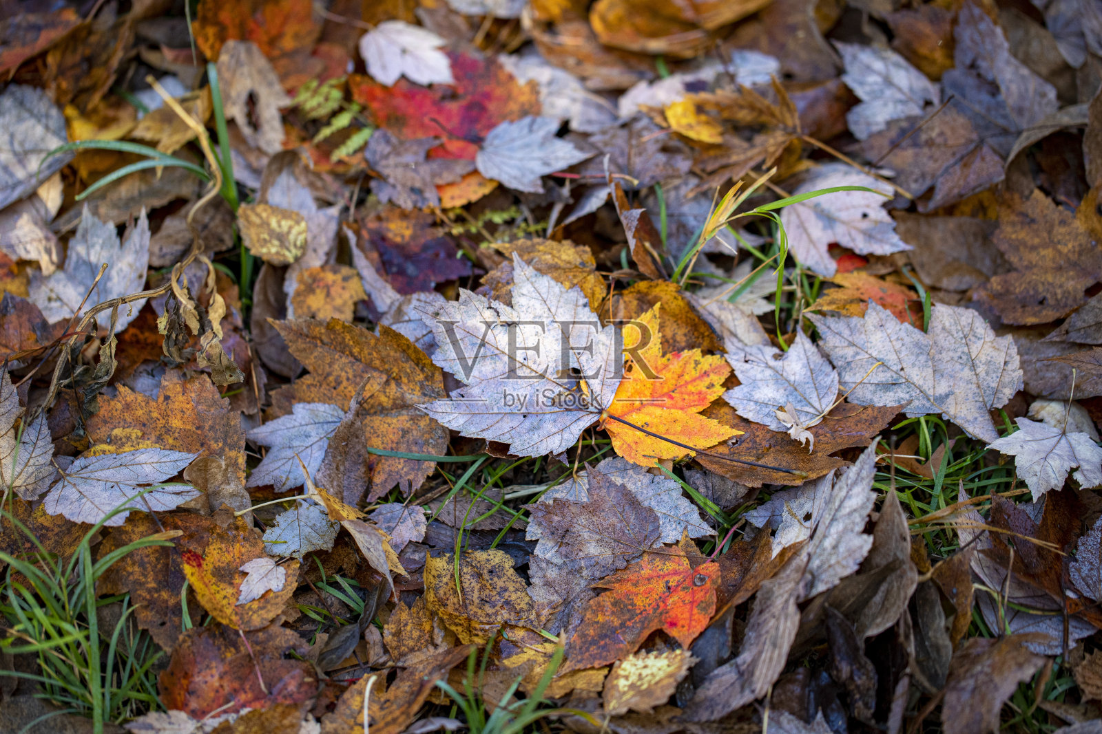 纽约中央公园北树林的峡谷中五彩缤纷的树叶照片摄影图片