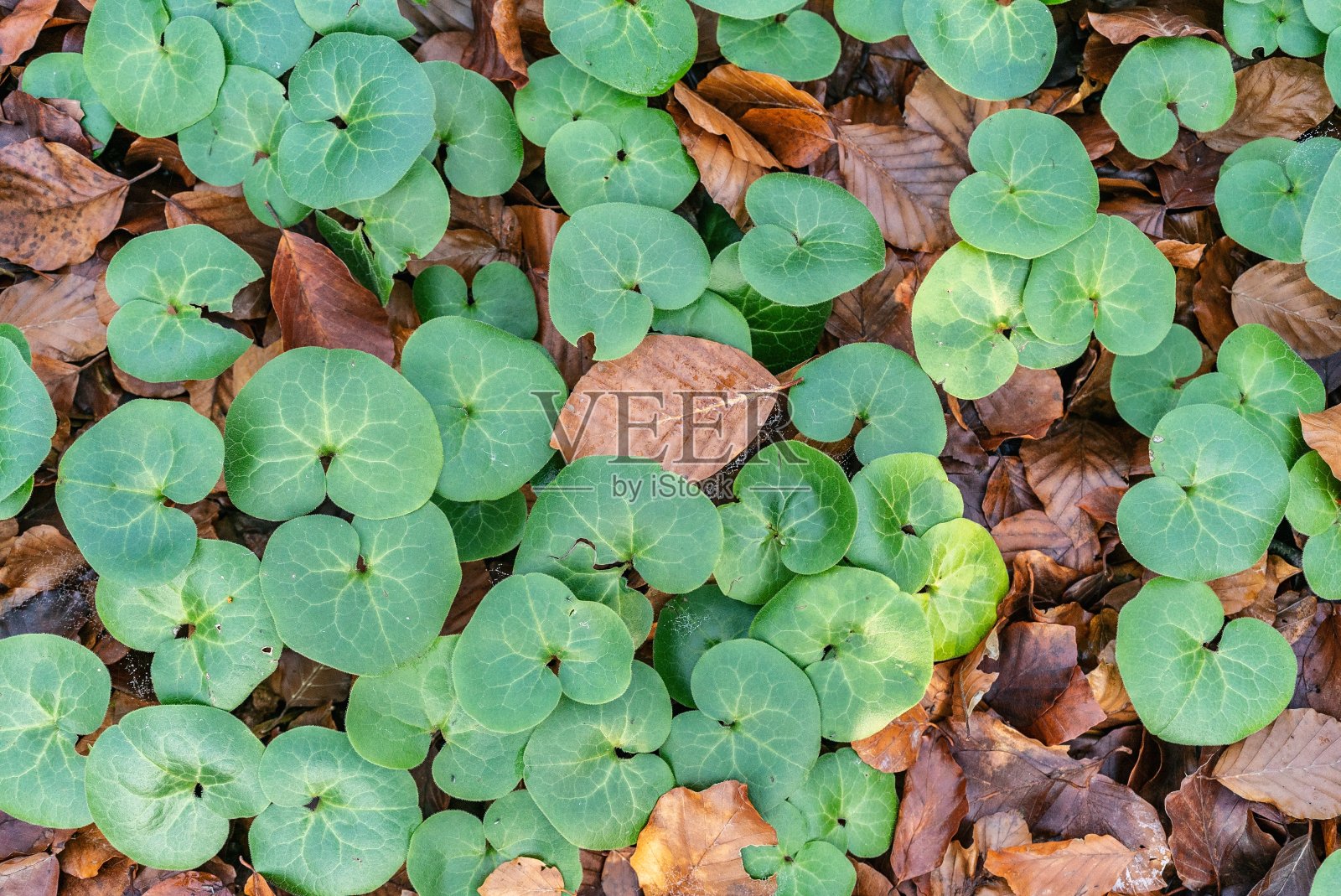 山毛榉林在秋季，是秋天的季节。地上棕色的叶子。阳光从树上照射下来。波兰西里西亚的神秘森林。照片摄影图片