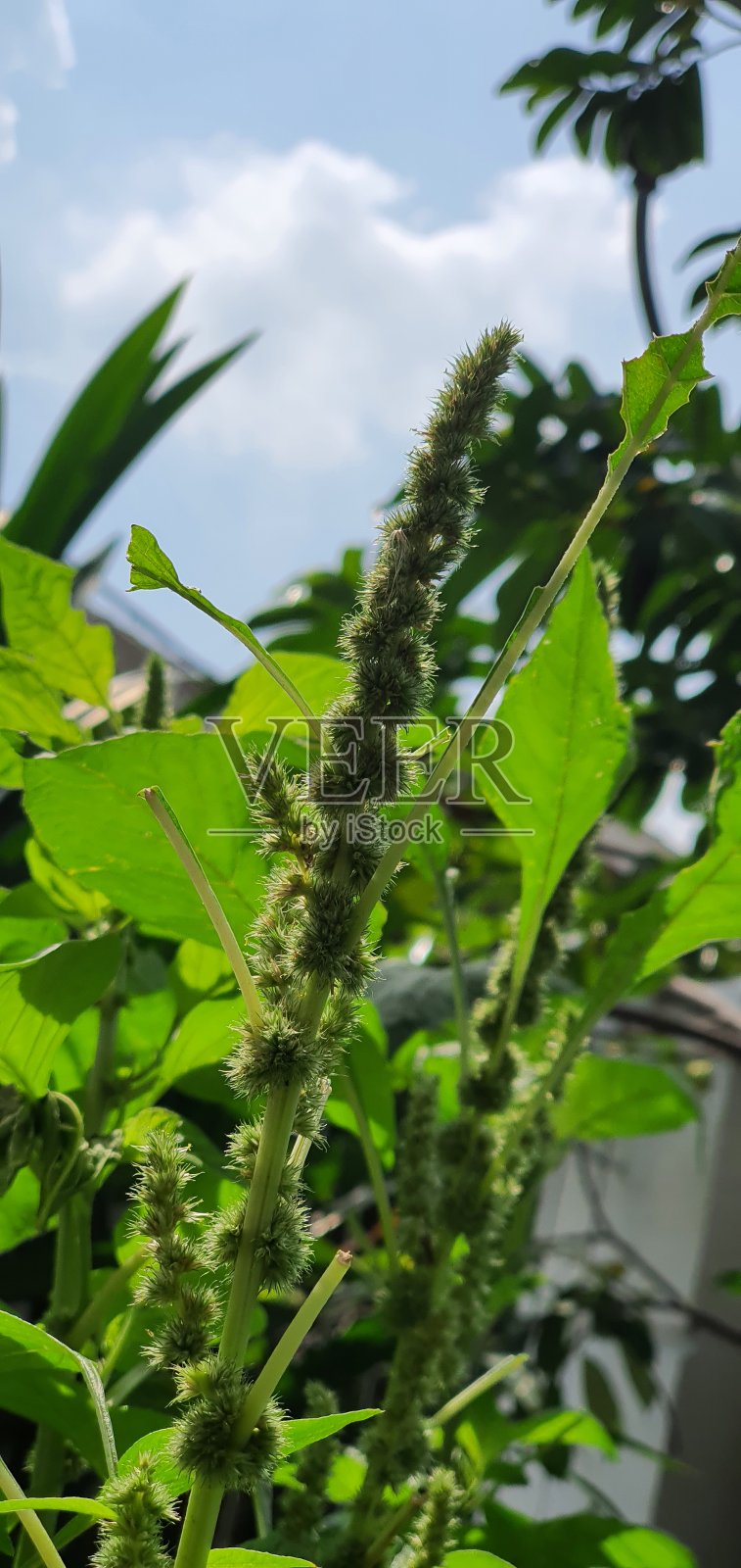 菠菜照片摄影图片