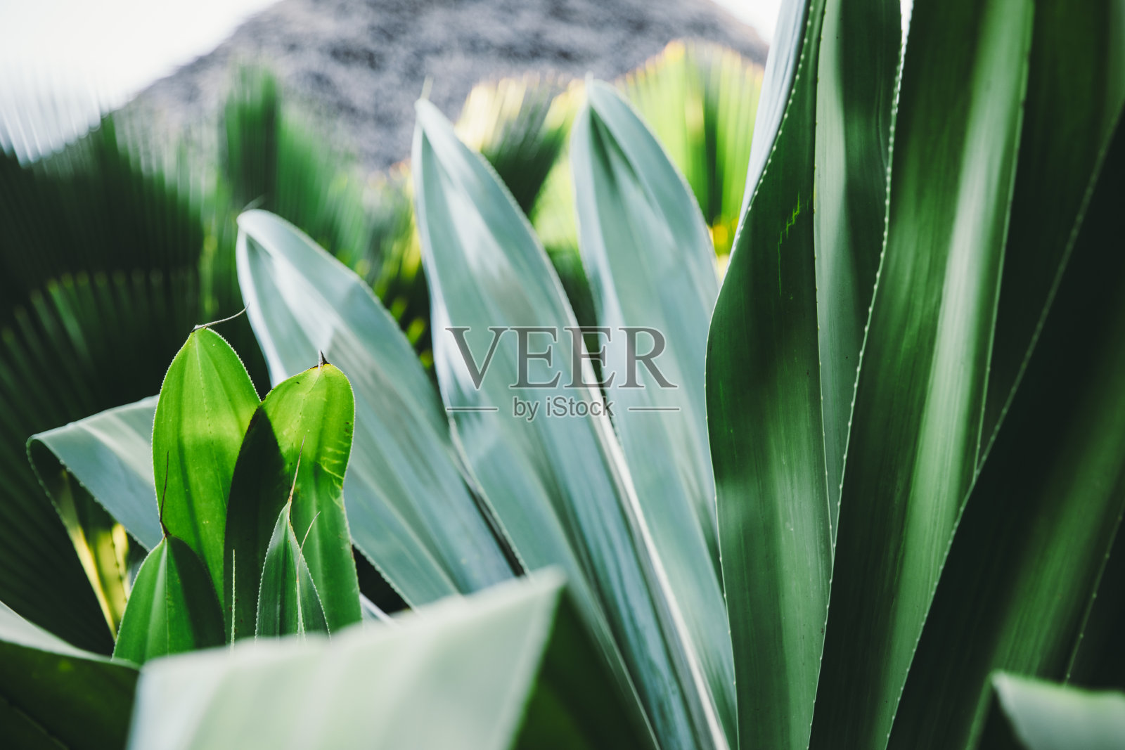 坦桑尼亚桑给巴尔的热带丛林植物照片摄影图片