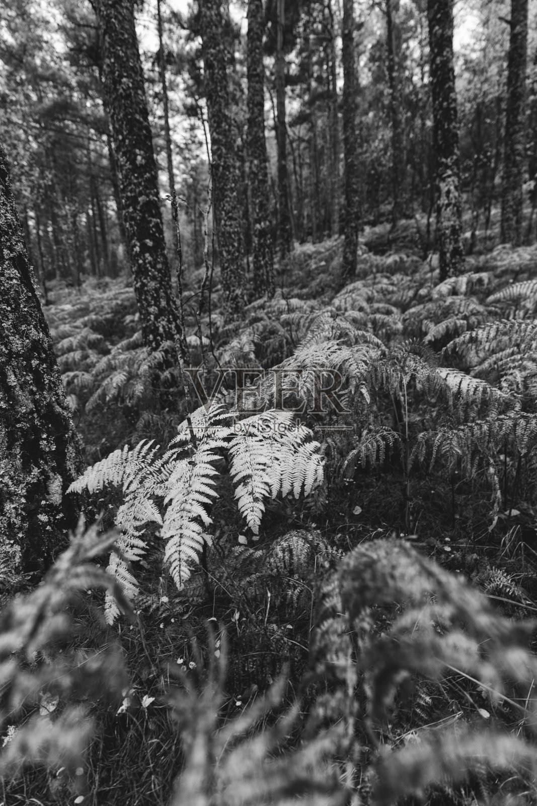 在森林和蕨类植物的户外远足:秋天的落叶照片摄影图片