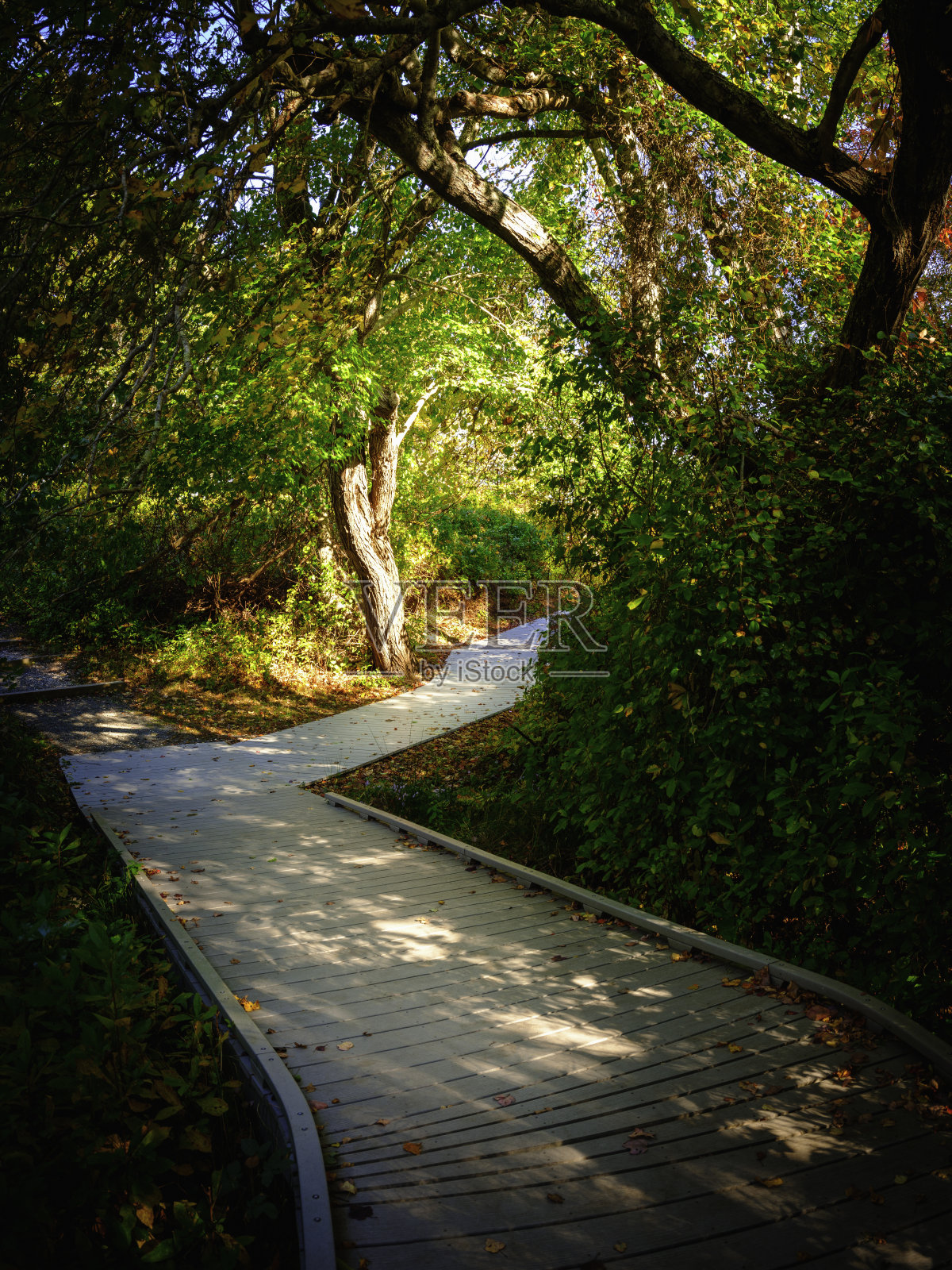 弯曲的木板路在科德角森林在秋天照片摄影图片