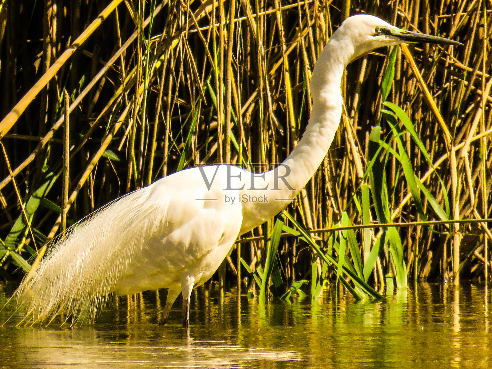 Barmah国家公园，维多利亚，澳大利亚照片摄影图片