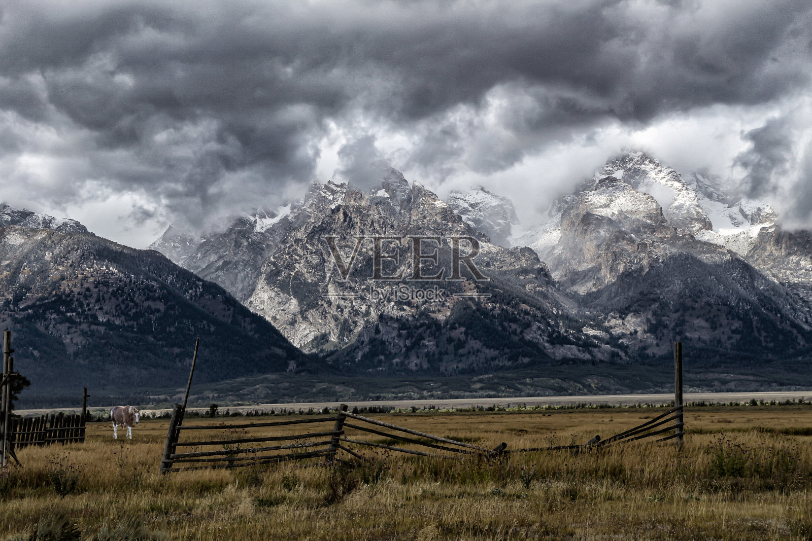 野马照片摄影图片
