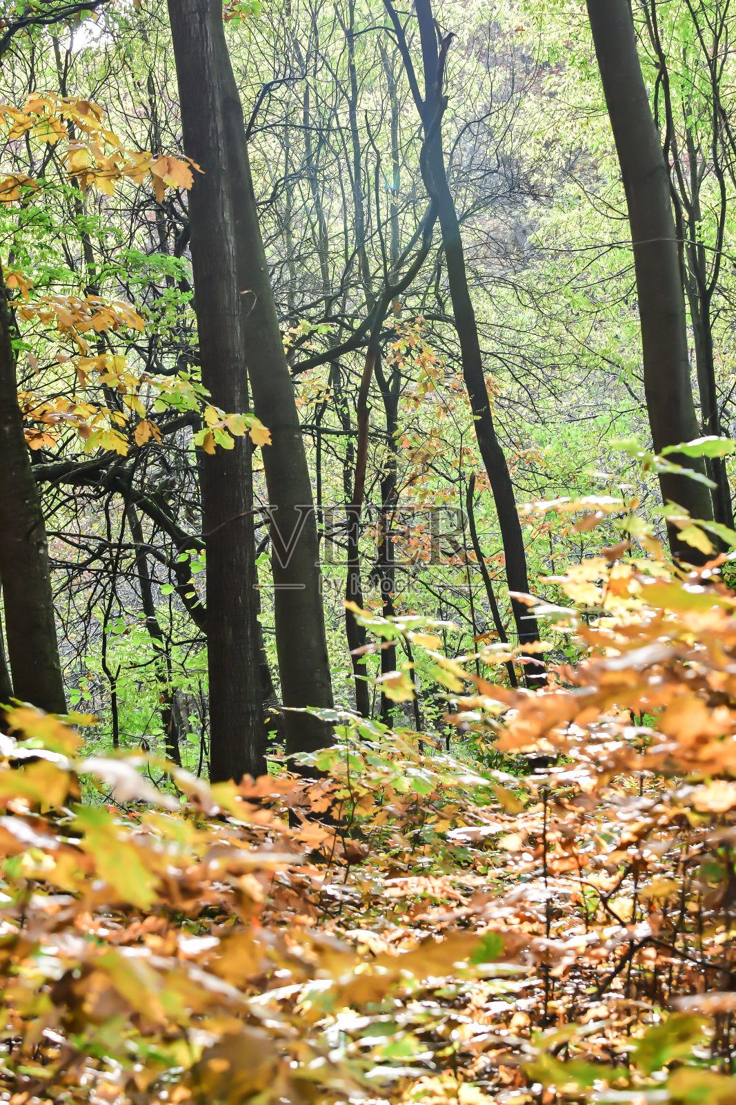 秋天的森林在橡树森林与黄叶和阳光照片摄影图片
