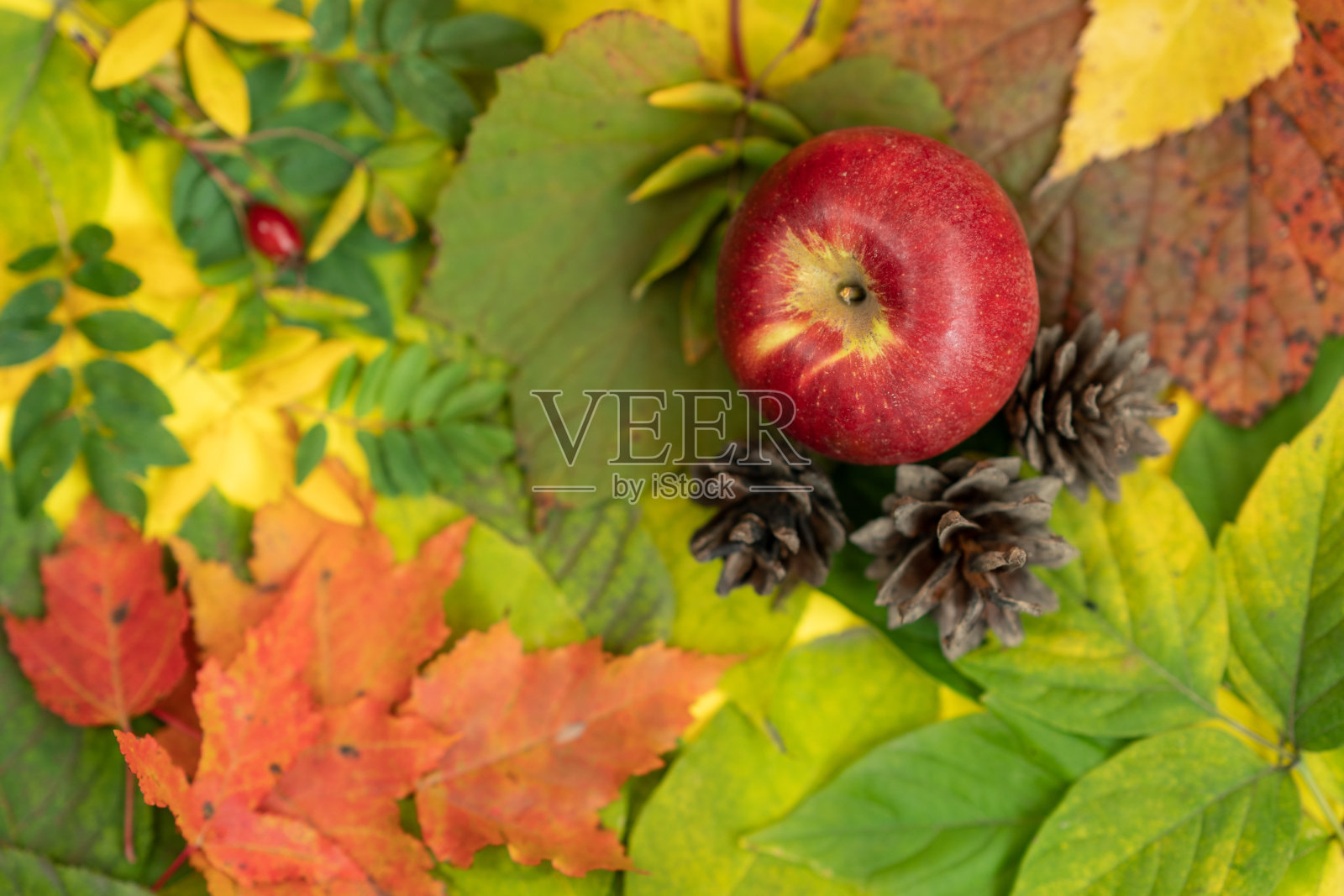 秋平。俯视图上的苹果在秋天的树叶。秋天的颜色。照片摄影图片