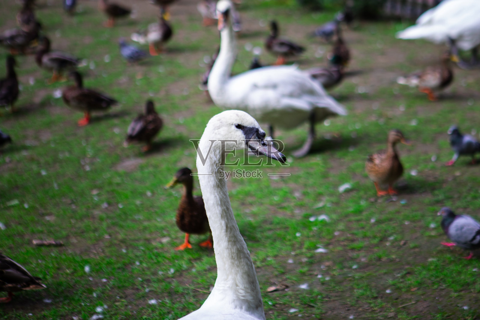 天鹅肖像在公共城市公园鸭子的背景照片摄影图片