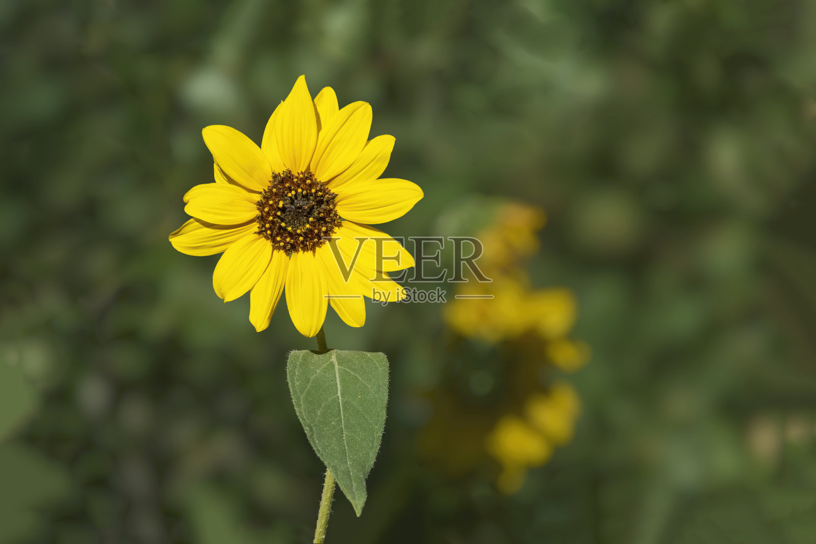 黄色花与棕色中心在模糊的绿色散焦背景，野向日葵。副本的空间。照片摄影图片