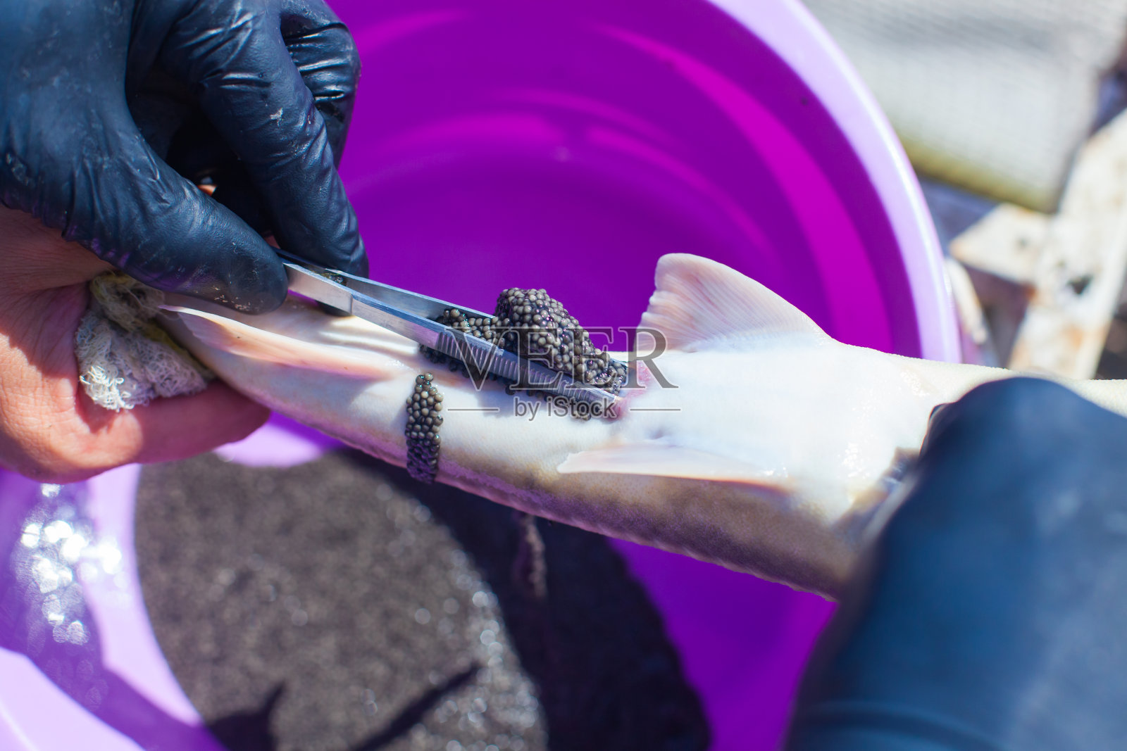 从鲟鱼中获取鱼子酱，同时保护养鱼场生产者的生命照片摄影图片