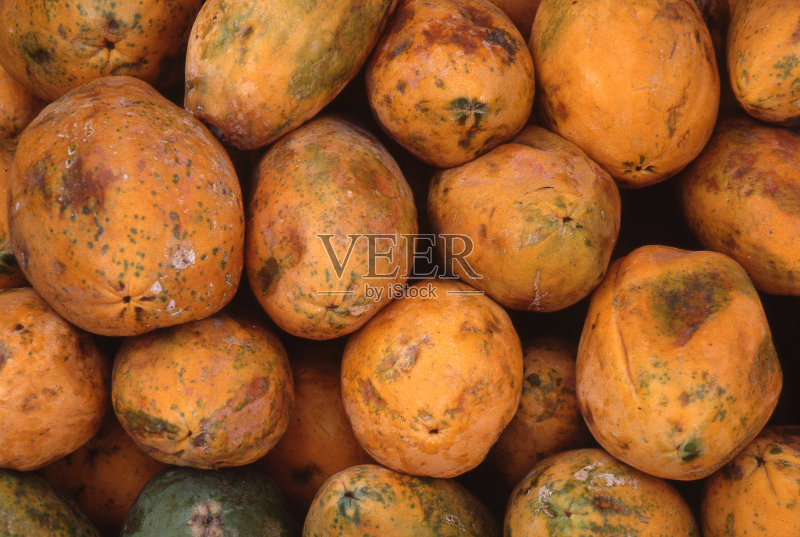 木瓜树照片摄影图片