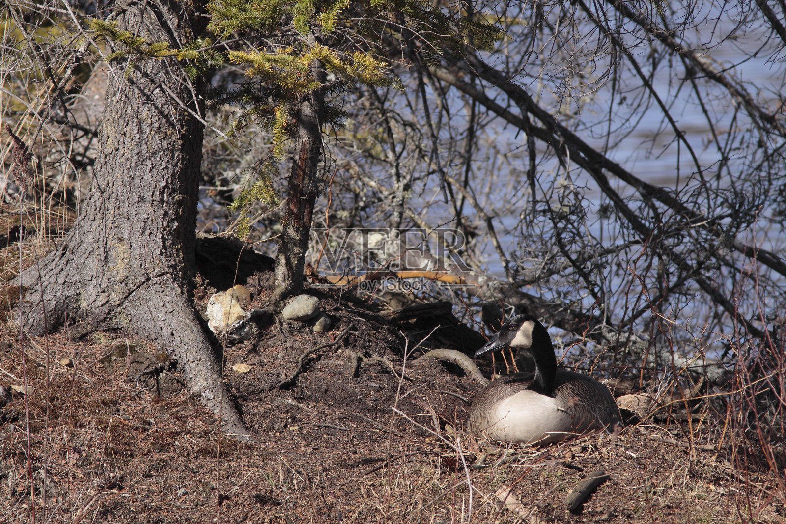 黑额黑雁照片摄影图片