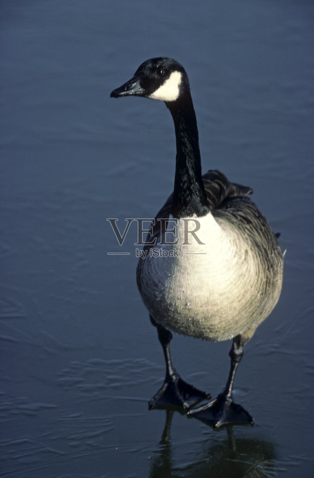 黑额黑雁照片摄影图片