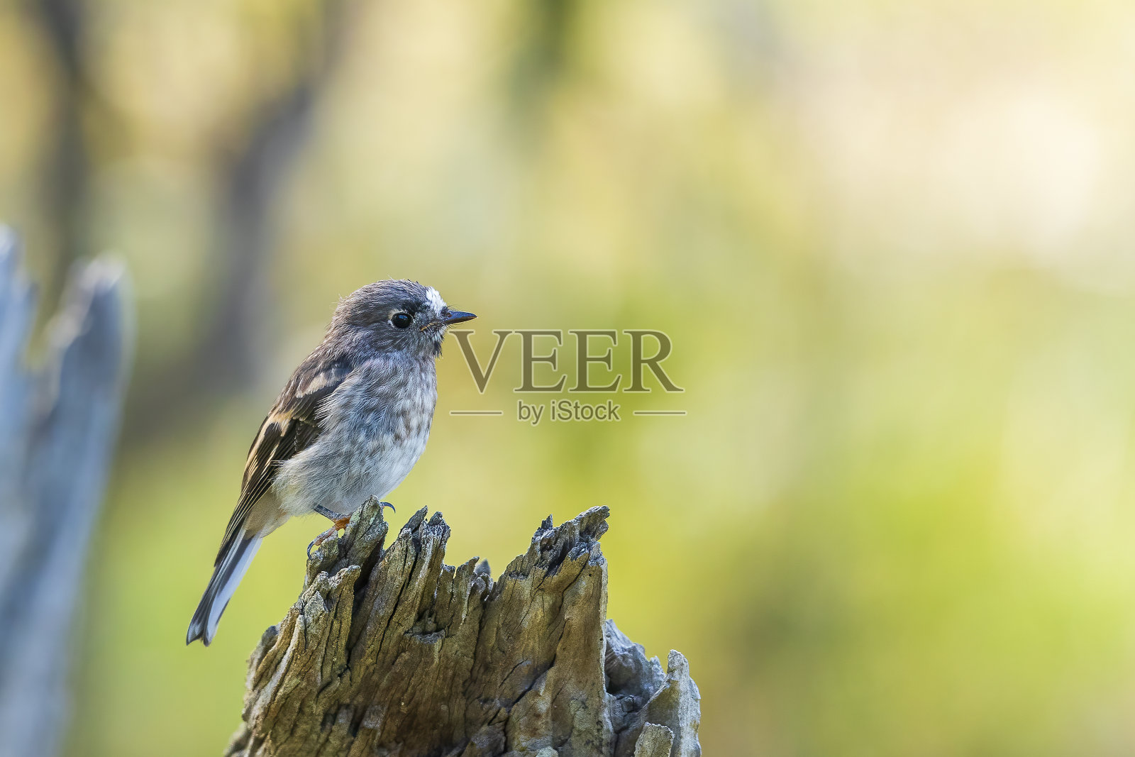 一只正在栖息的年轻雄性红知更鸟。照片摄影图片