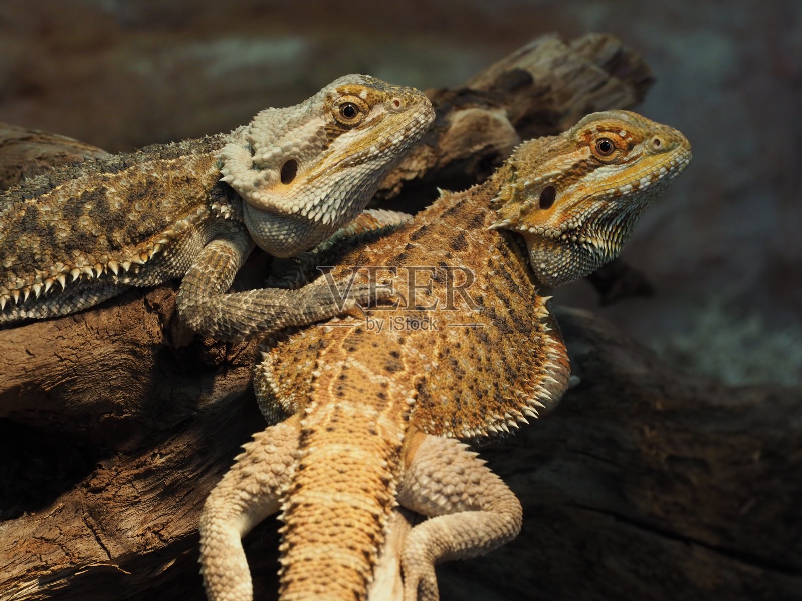 饲养箱中的鬃龙(Pogona vitticeps)照片摄影图片