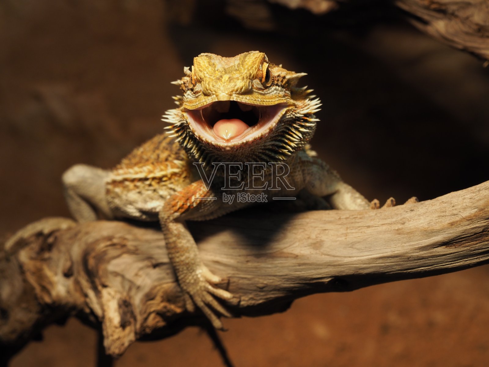 饲养箱中的有须龙(白斑龙)照片摄影图片