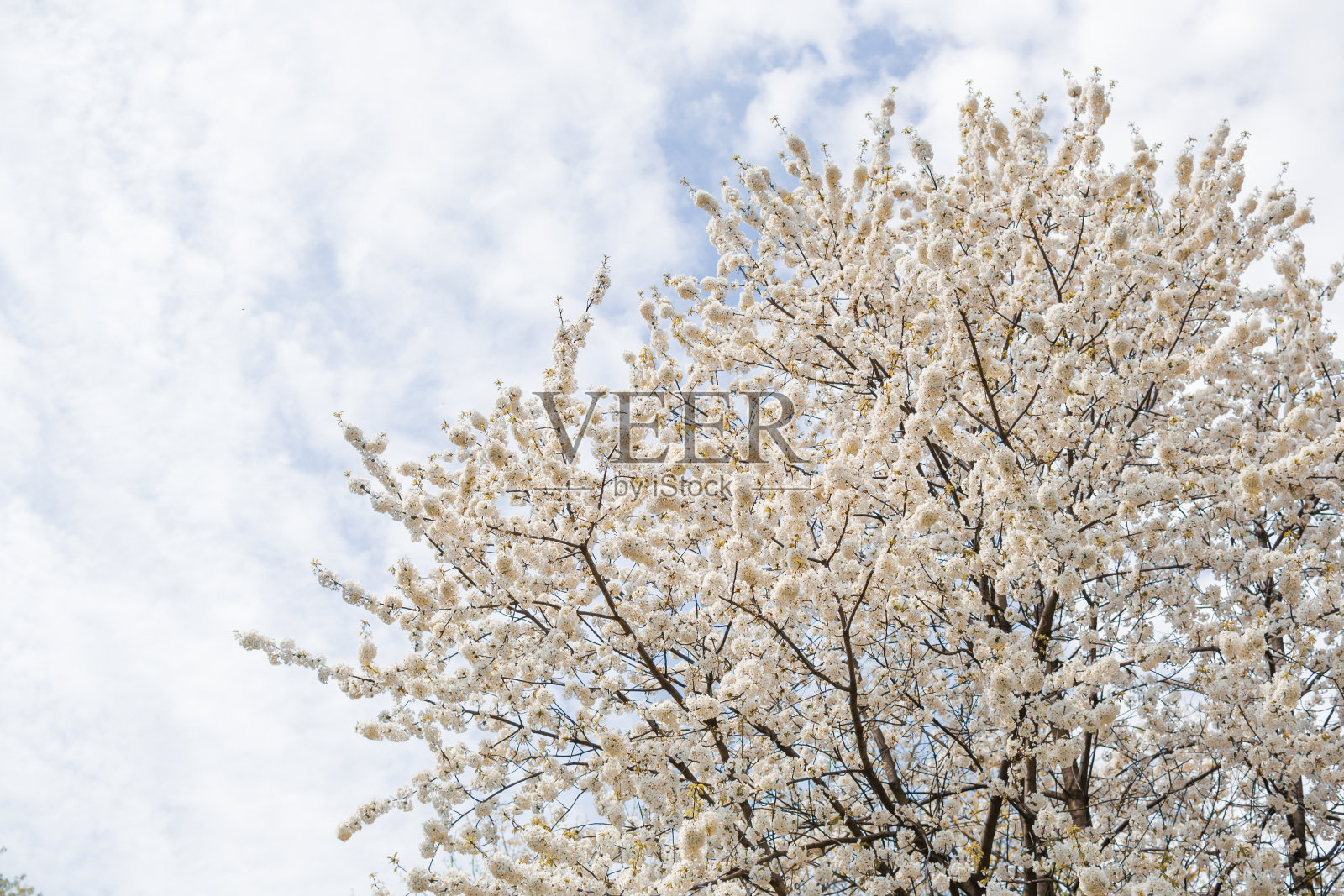 春天开花的果树，美丽的春花照片摄影图片