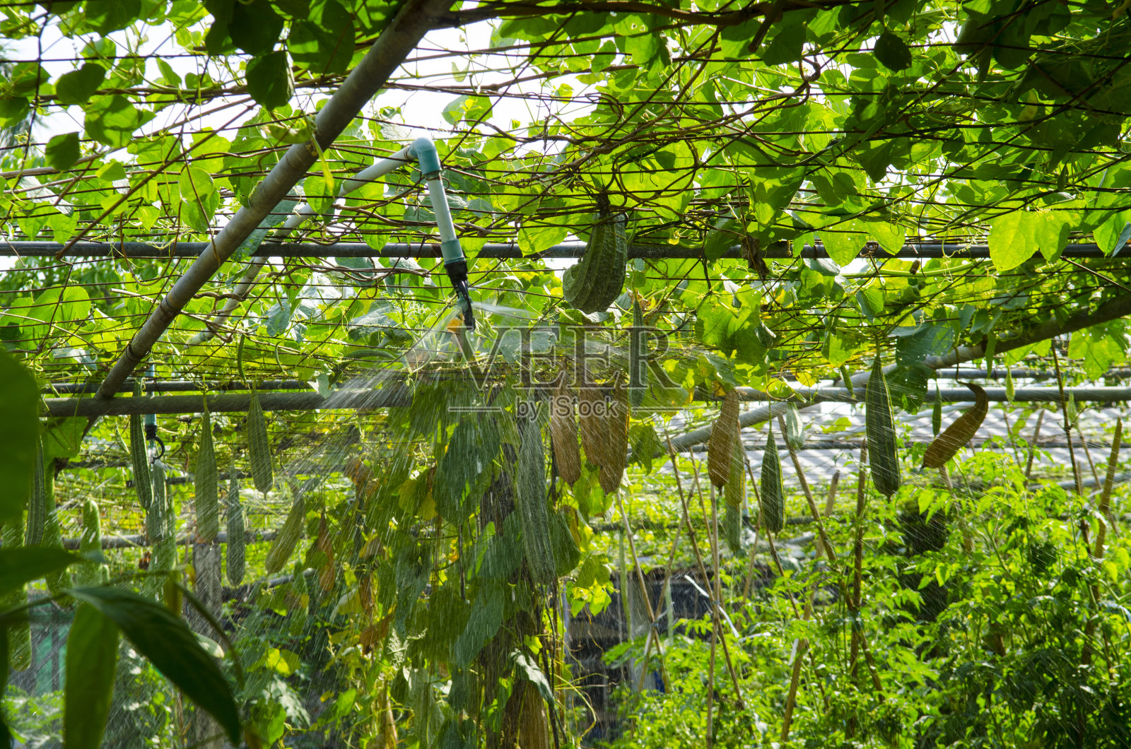 农场里的绿色蔬菜。照片摄影图片