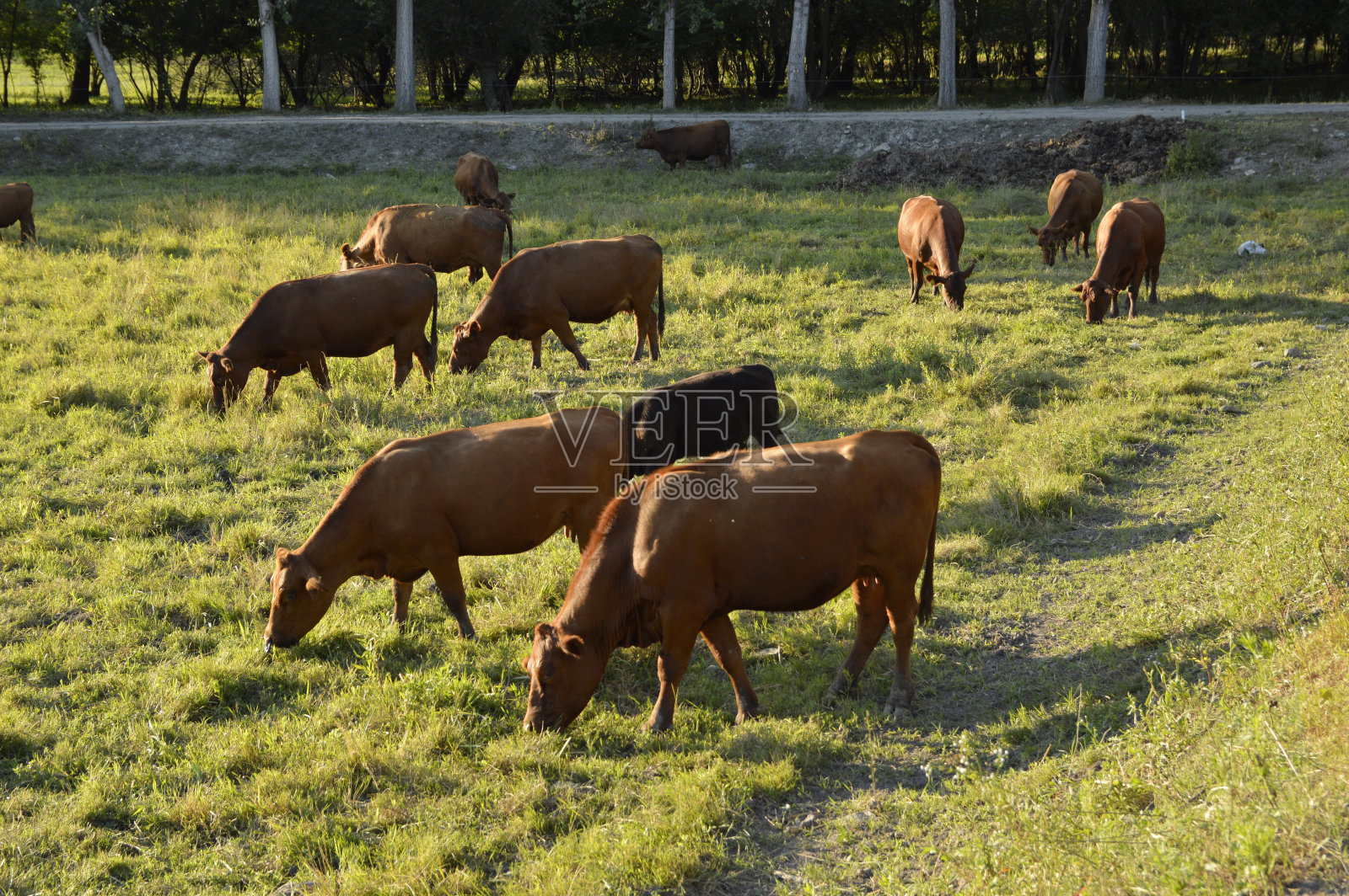 一群牛在阳光下吃草照片摄影图片