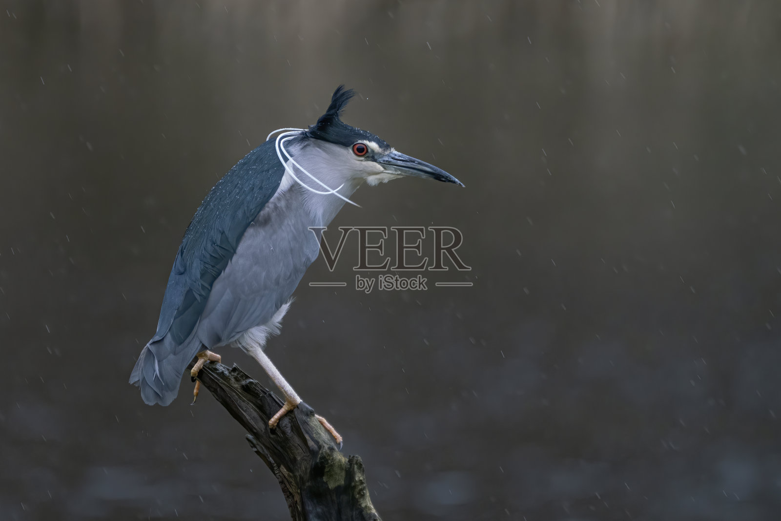 美丽的黑冠夜鹭(夜鹭)在树枝上照片摄影图片