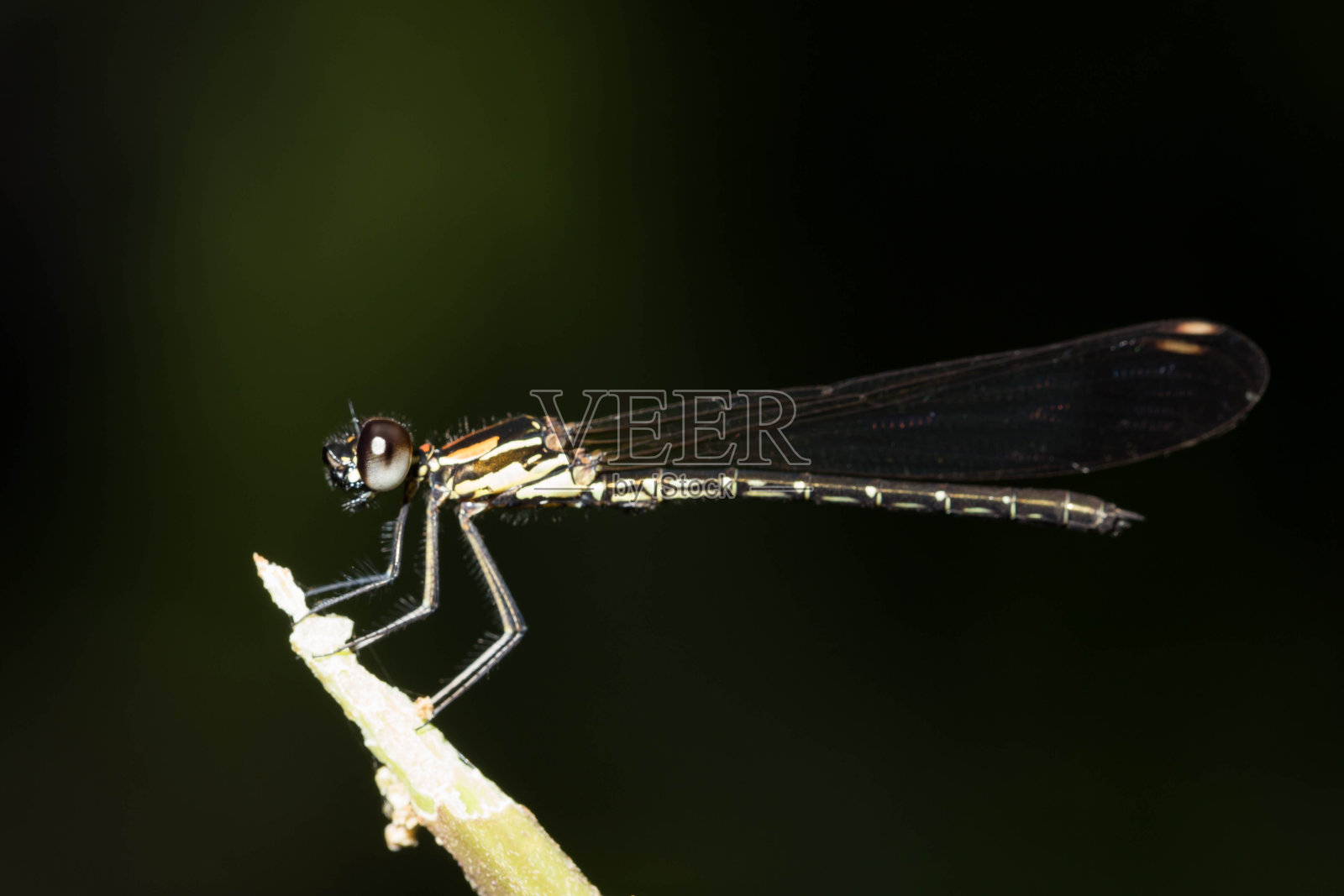 蜻蜓照片摄影图片