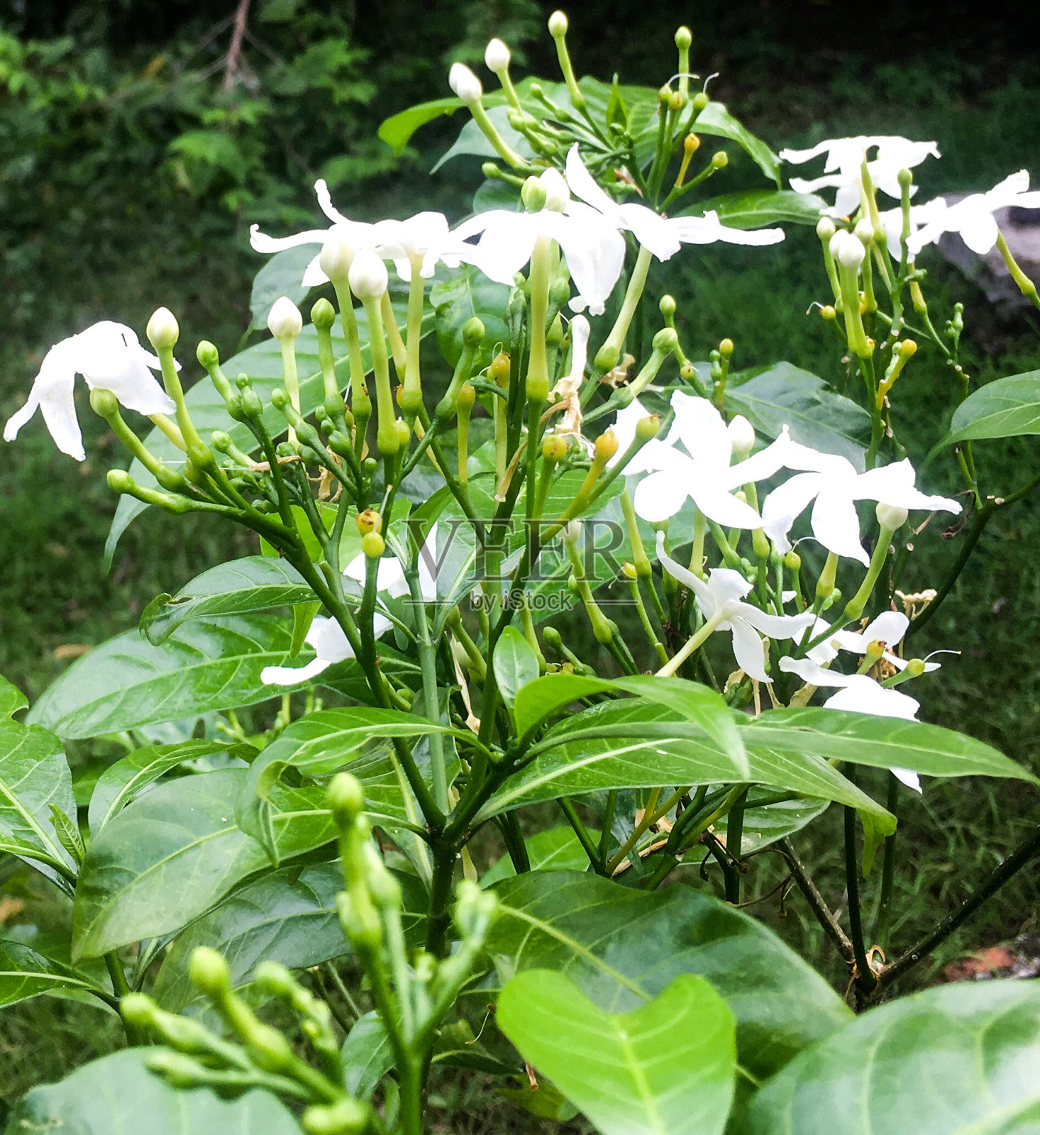 白色开花植物特写照片摄影图片