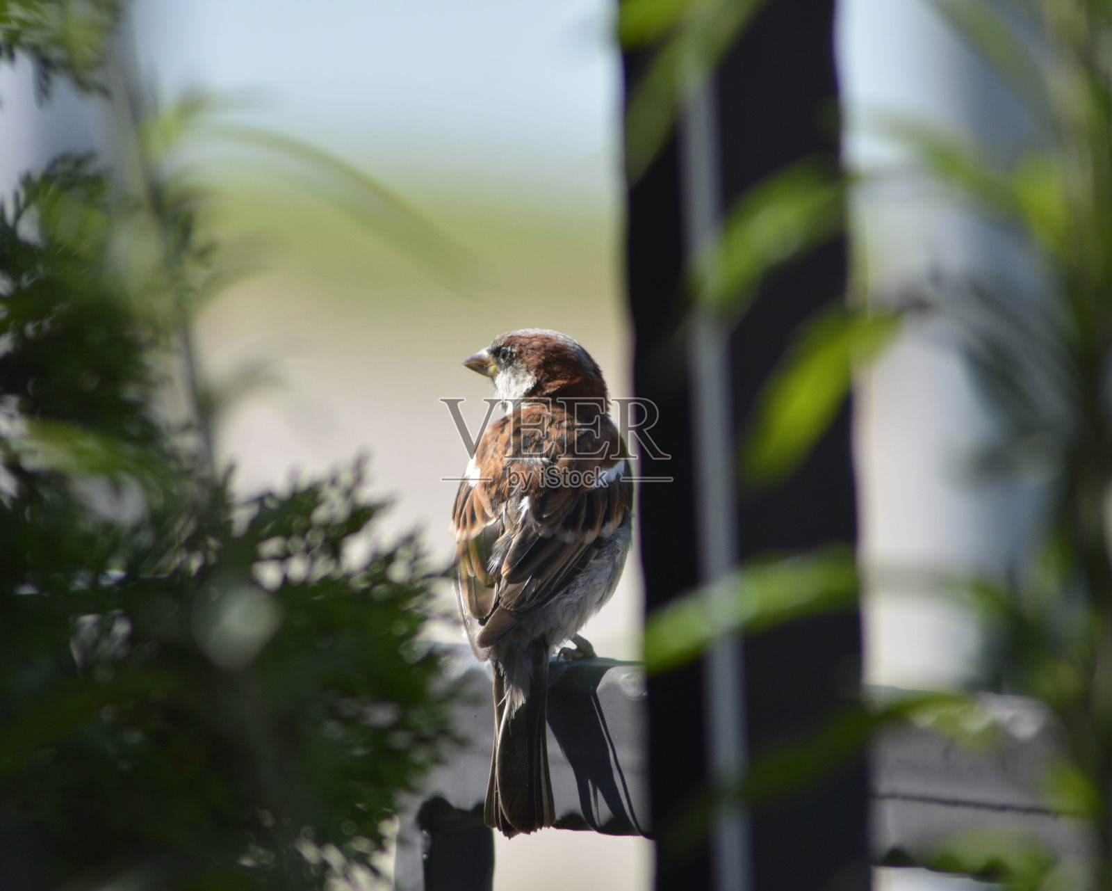 麻雀照片摄影图片