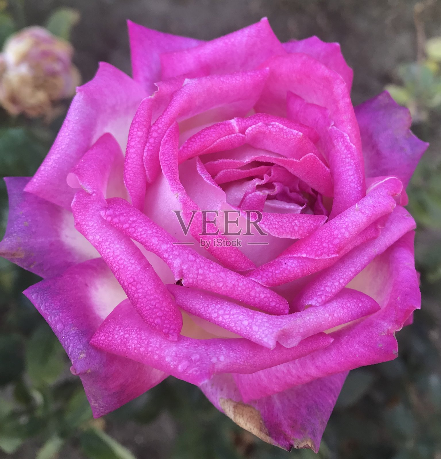 美丽的花特写照片摄影图片