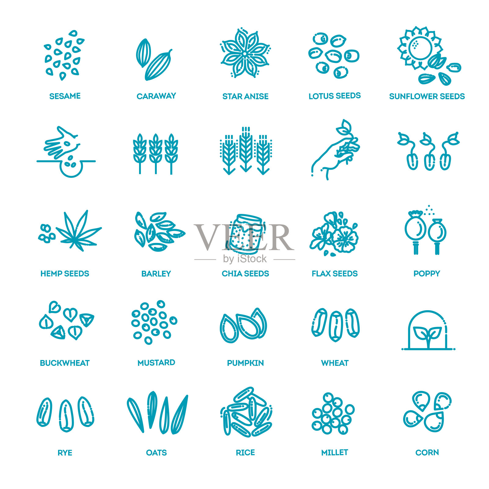 植物种子矢量图标集插画图片素材