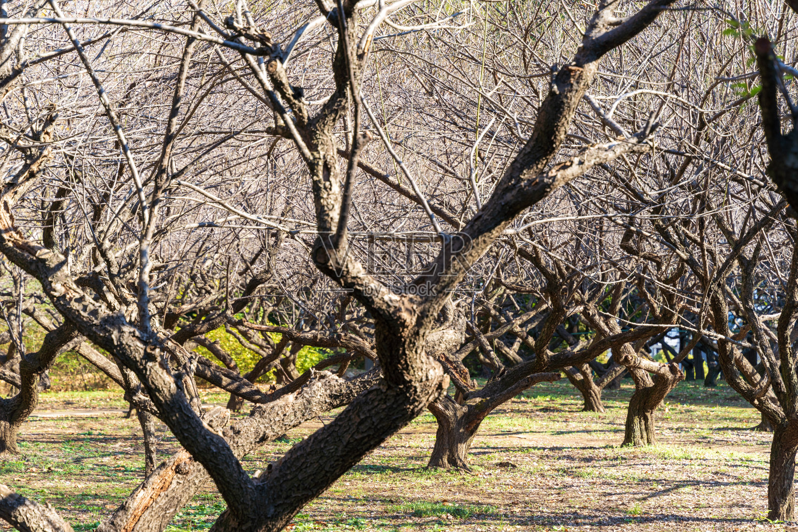 李子森林照片摄影图片