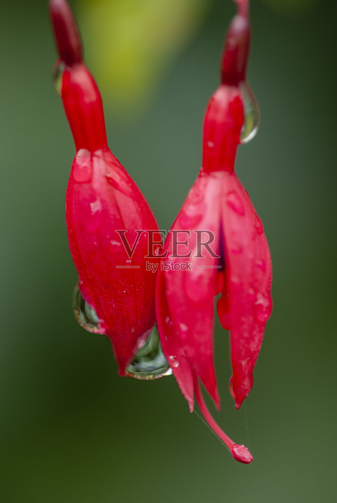 哈代紫红色的特写(紫红色magellanica)照片摄影图片