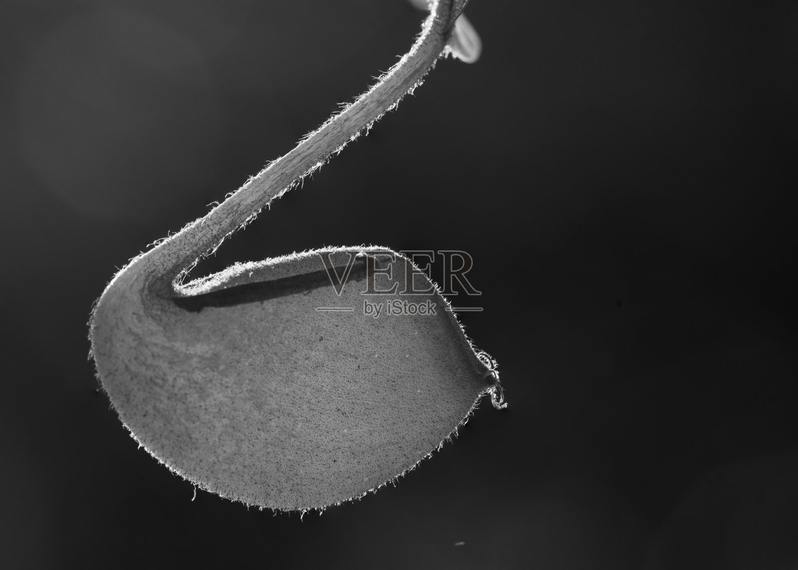 近距离观察热带猪笼草花的黑白照片摄影图片