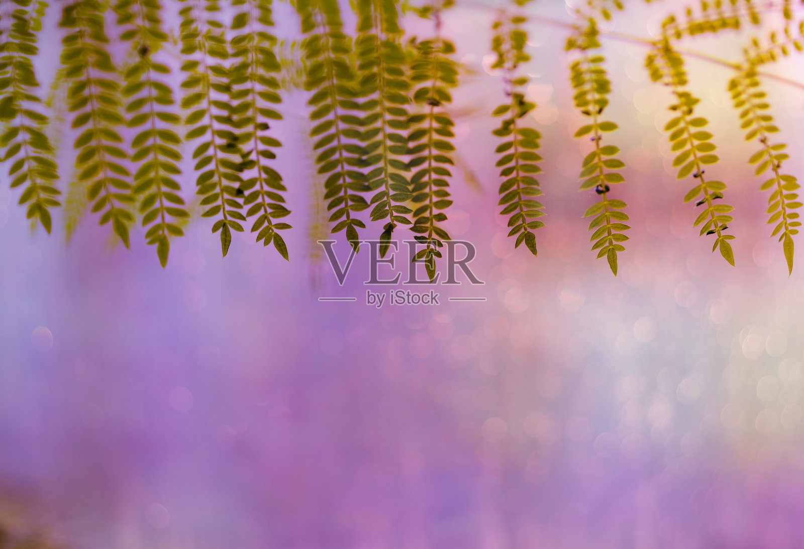 粉红色的背景与美丽的模糊和框架的绿叶照片摄影图片