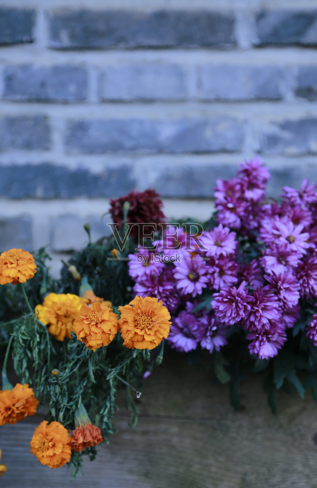 木花盆里的花挂在墙上照片摄影图片