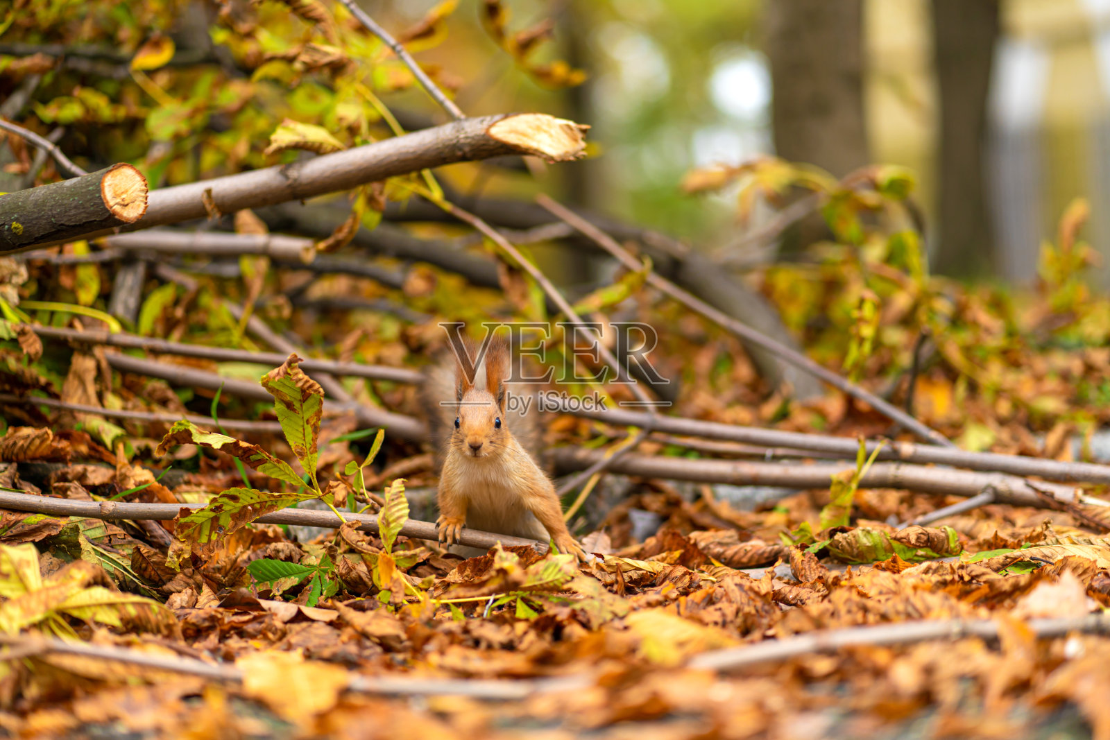 在城市公园里，一只毛茸茸的漂亮松鼠正在秋天的落叶中寻找食物照片摄影图片
