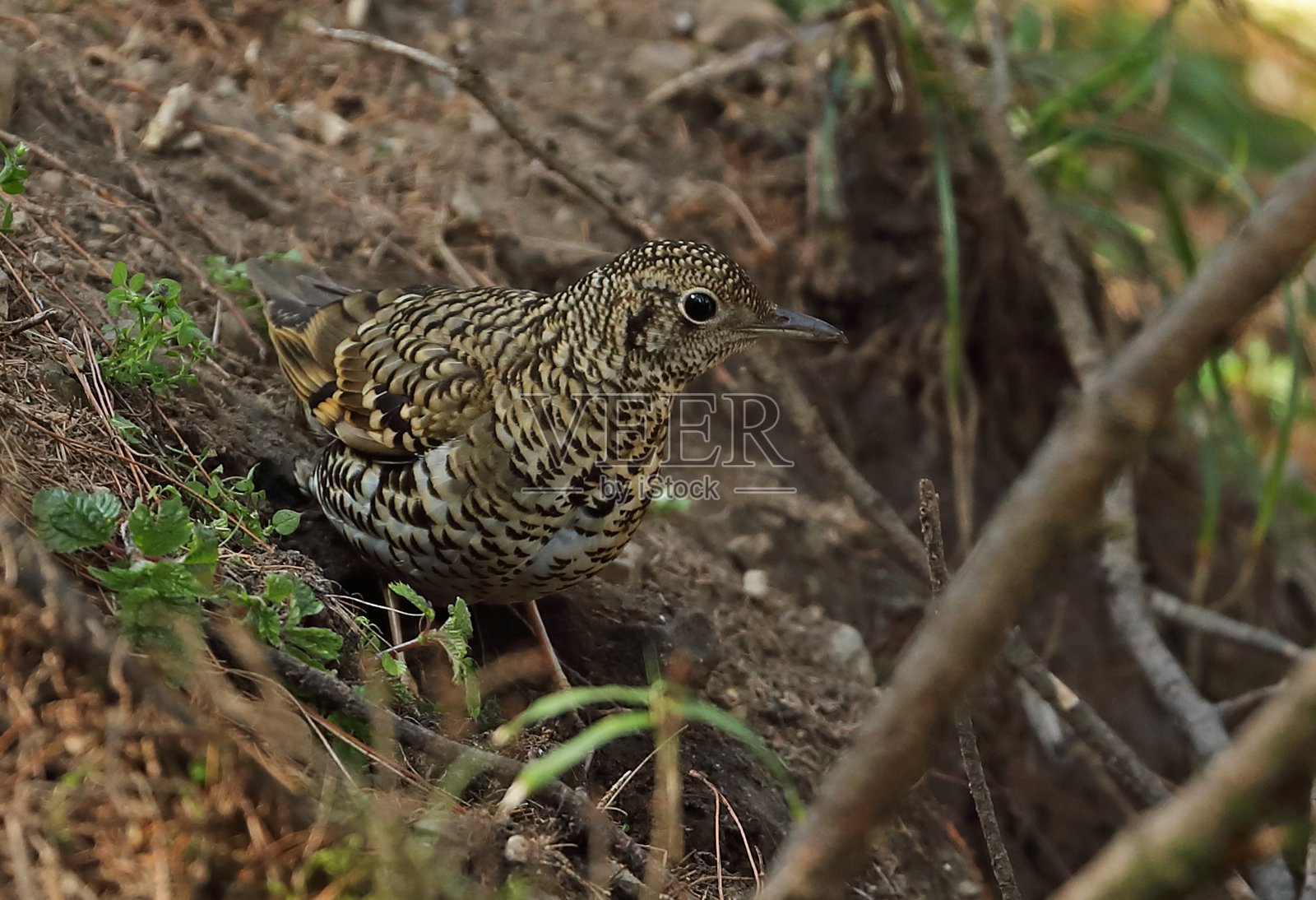 怀特的画眉照片摄影图片
