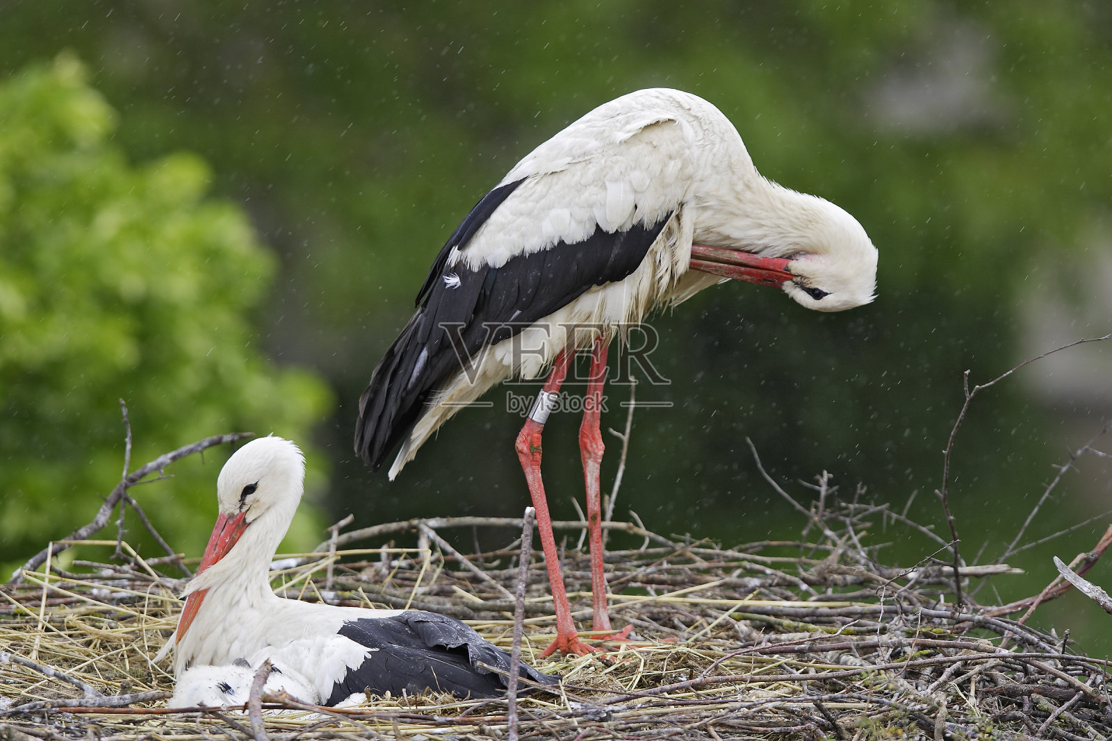 白色鹳照片摄影图片